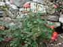 Torch of Liberty rose photo