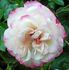 Baby Paradise ™ rose photo