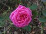 Antique Rose ™ rose photo