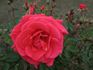 Old Glory ™ rose photo