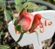 Loveglo ™ rose photo