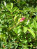 92-06-02 rose photo
