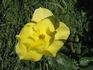 Rosarian Gregg Lowery rose photo