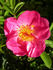 92-06-02 rose photo