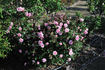 Rita Sammons rose photo