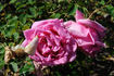 Miss Rowena Thom rose photo