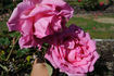 Miss Rowena Thom rose photo