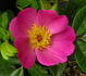 Commander Gillette rose photo