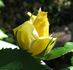 Aberlady™ rose photo