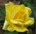 Aberlady™ rose photo