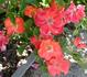 Anna Wheatcroft rose photo
