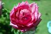 Cento Qaranta rose photo