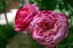 Cento Qaranta rose photo