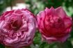 Cento Qaranta rose photo