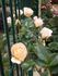 Grisbi, Cl. rose photo