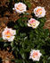 Twinkle little star rose photo