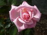 Dancing Queen rose photo