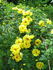 R15-01 rose photo