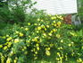 R15-01 rose photo