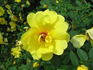 R15-01 rose photo