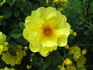 R15-01 rose photo