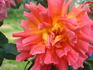 Marie-Claire, Cl. rose photo