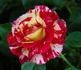 Crimson Flame rose photo