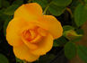 Playgold ™ rose photo