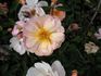 Aebleblomst rose photo