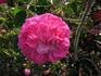 Catherine de Würtemberg rose photo