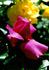 Yakiman rose photo