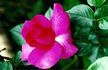Yakiman rose photo