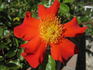 Diablo rose photo