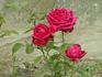 Böhm's Triumph rose photo