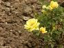 Guletta rose photo