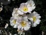 Loyal Friend rose photo