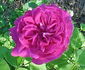Brennus rose photo