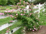 Old Blush, Cl. rose photo