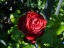 Forgotten Beauty rose photo