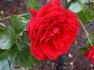Forgotten Beauty rose photo