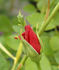 Red Coat rose photo