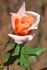 Edith Wilkie rose photo