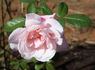 Lady Luck rose photo