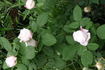 Madame Jules Finger rose photo