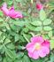 Beauty of Glenhurst rose photo