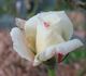 Hurricane rose photo