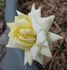 Hurricane rose photo