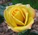 Kismet ™ rose photo