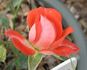 Loveglo ™ rose photo