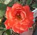 Loveglo ™ rose photo